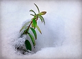 flore 2_12_2010n02
